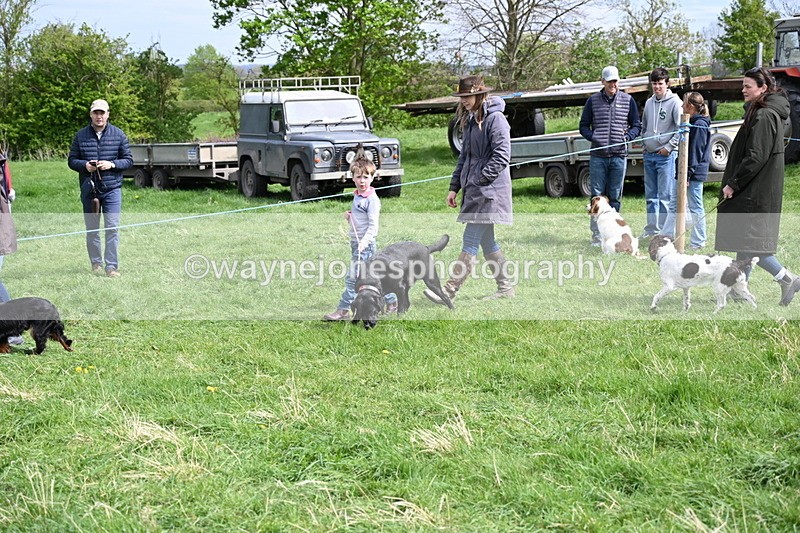 WJ6_8842 - Class 8 Best Working / Gun Dog or Bitch