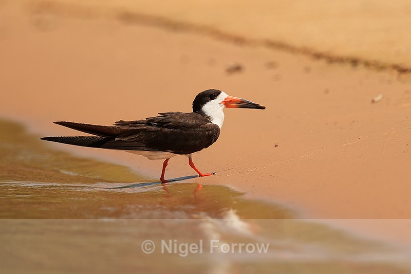 Black Skimmer, Rio Sao Lourenco, Mato Grosso, Brazil - Black Skimmer