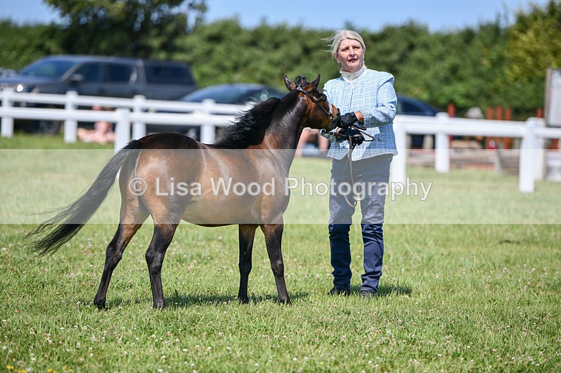 DSC_7200 - Class 61: Miniature Horse 4yrs & over