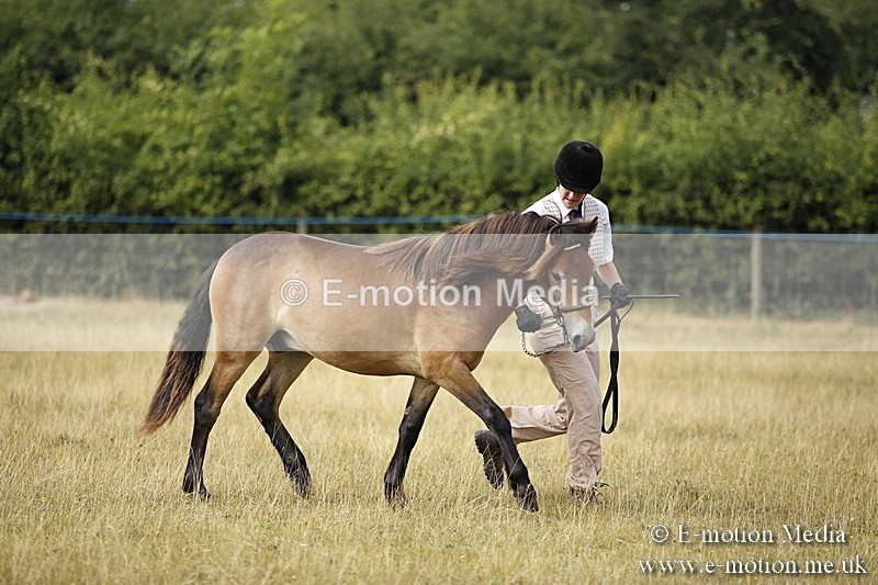 _C7A9201 - BVRC Sow 2018 Ring 2