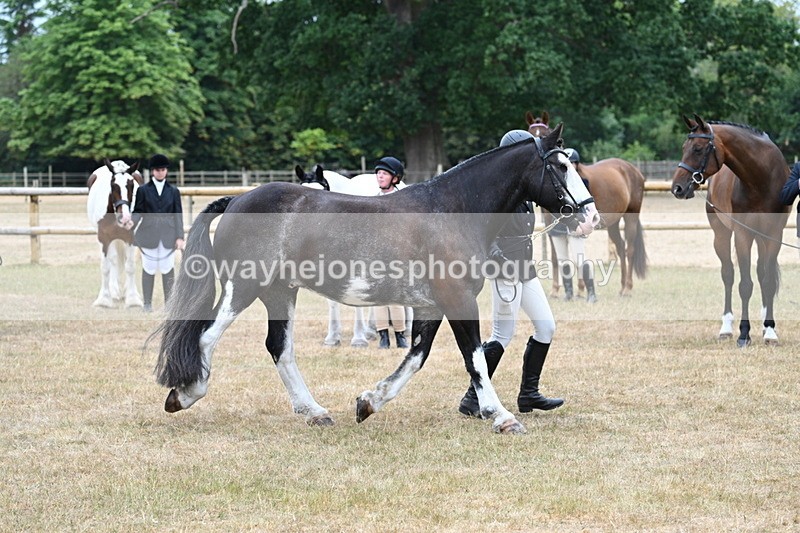WJ7_9853 - Class 5a Most Handsome Gelding (above 14.2hh)