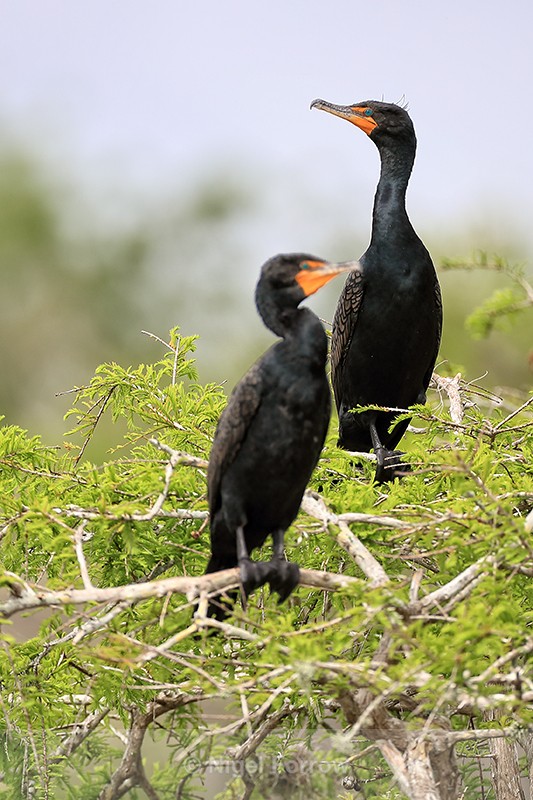 Double-crested Cormorants, Blue Cypress Lake, Florida - Double-crested Cormorant