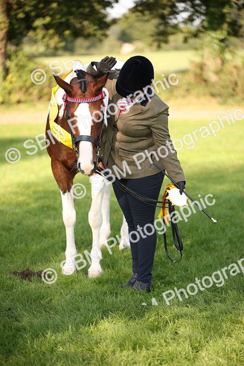 SBM_58775 - S51 - Piebald & Skewbald Horse In Hand