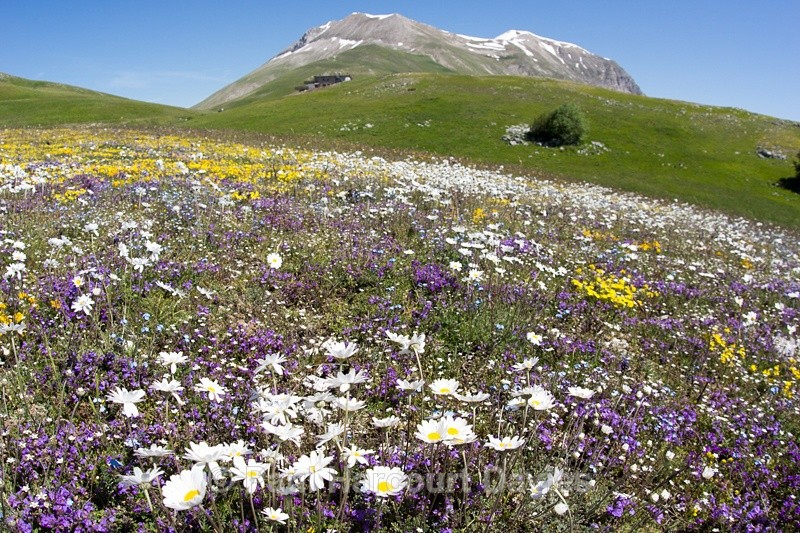  - Plants: wide-angle