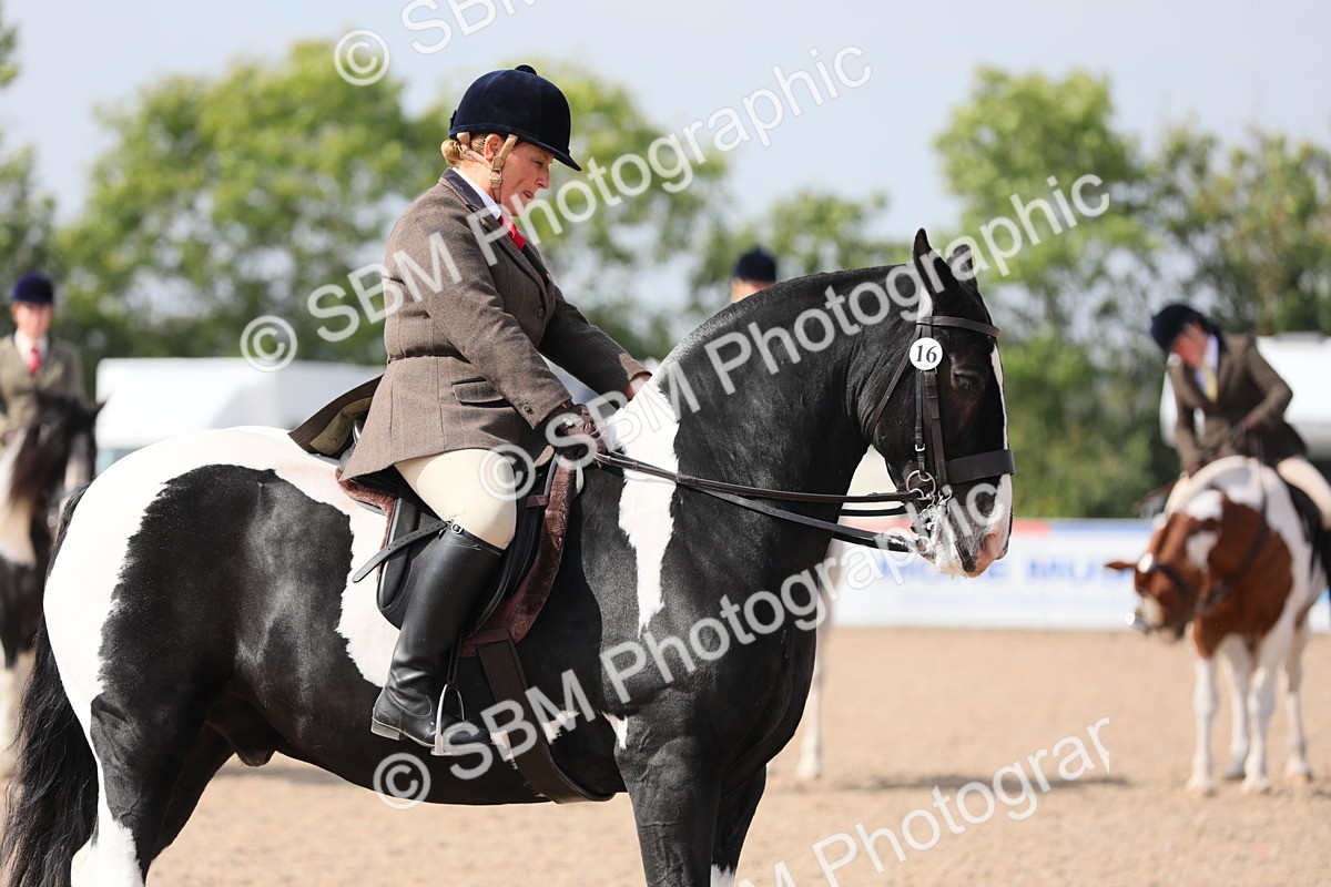 SBM_13483 - Class 308 Ridden Coloured Horse