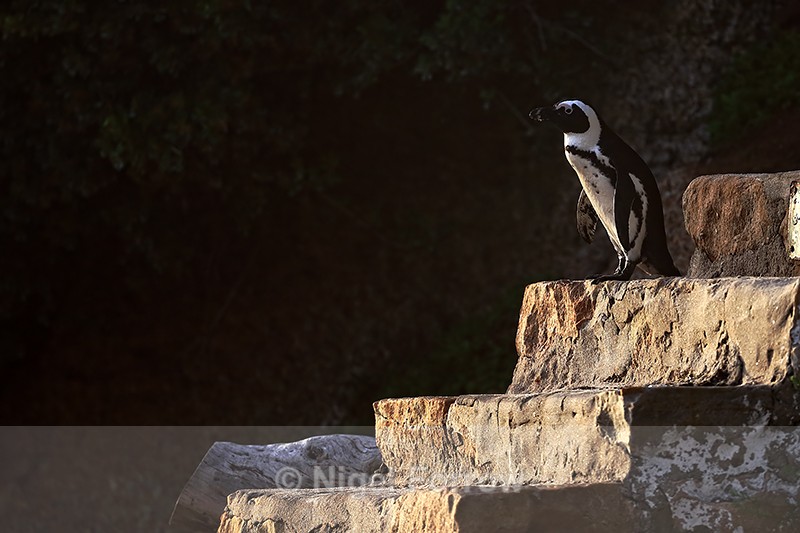 African Penguin takes the steps to Boulders Beach, South Africa - African Penguin