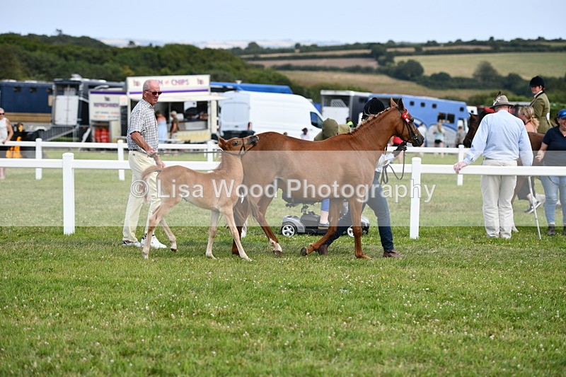 DSC_8421 - Class 69: Pure, Anglo & Part Bred In Hand Arab