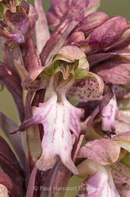  - Orchids - Various
