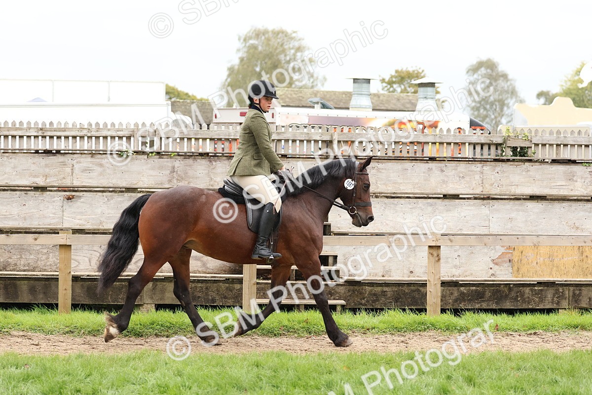SBM_69570 - S62 - Mountain & Moorland Ridden Large Breeds