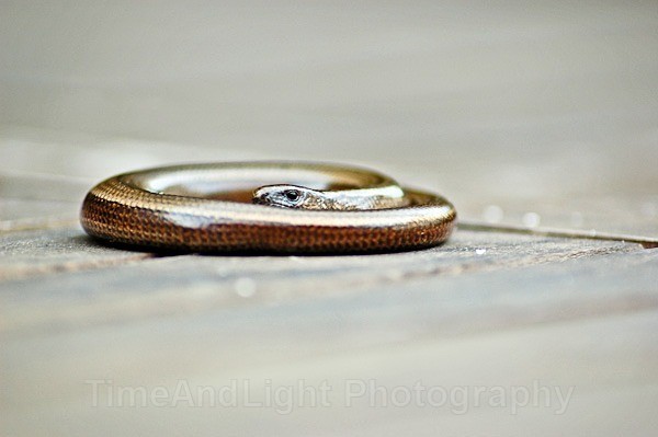 Slow Worm - Amphibians & Reptiles