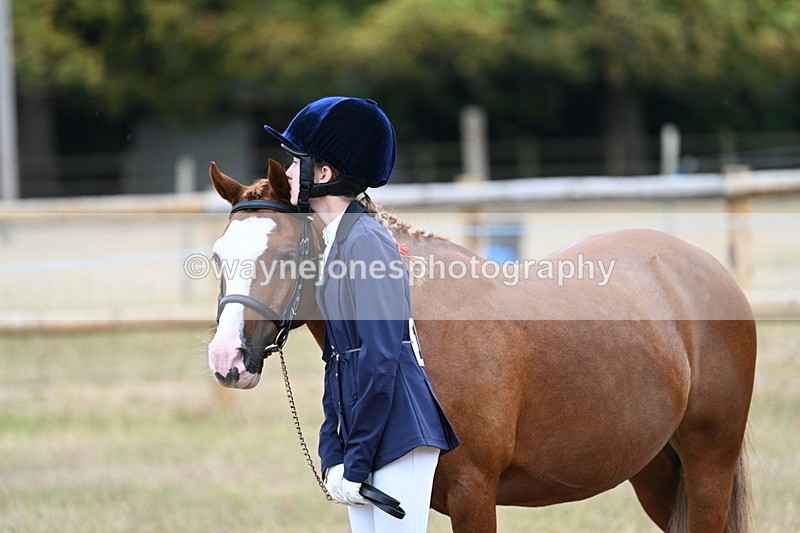 WJ7_8407 - Class 4 Prettiest Mare up to 14.2hh