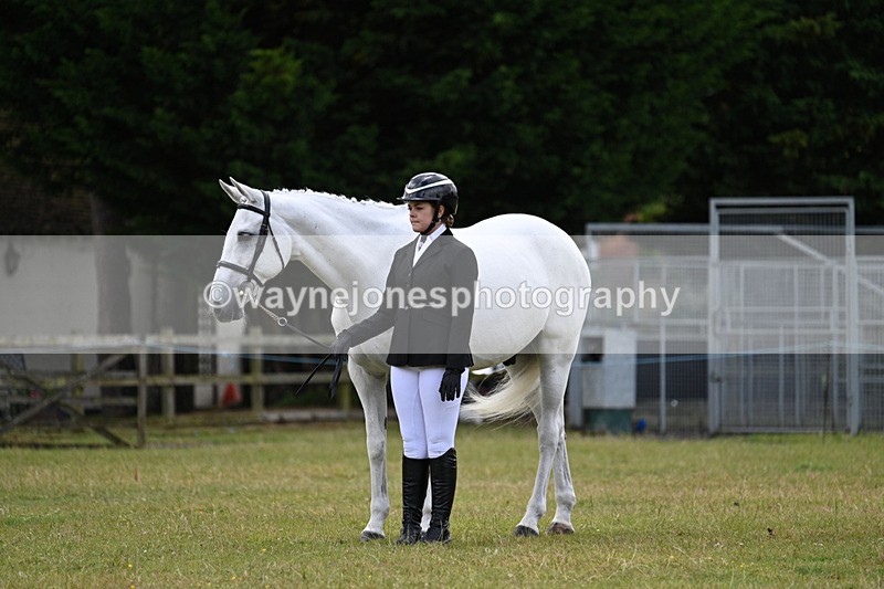 WJ7_7036 - Class 5a Most Handsome Gelding in Hand