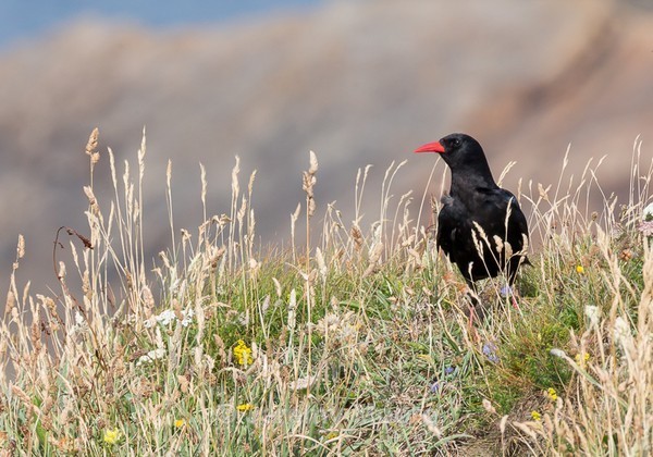 W6 - Welsh Wildlife p/c catalogue