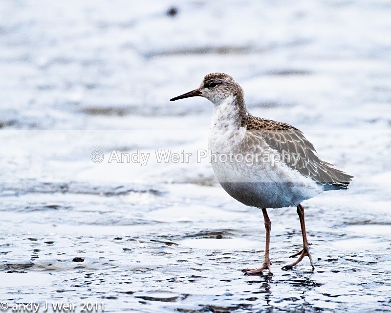 Ruff-1413 - Ruff