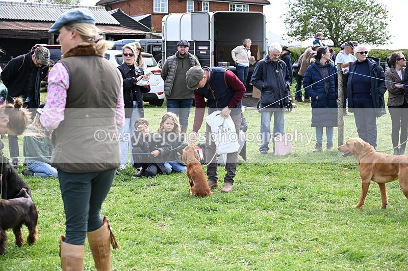 WJ6_9095 - Class 8 Best Working / Gun Dog or Bitch