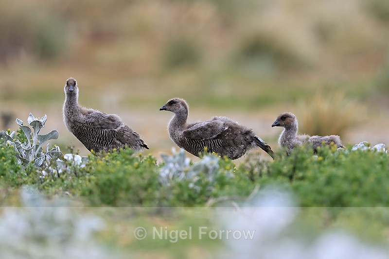 Upland Goose chicks, Sea Lion Island, Falklands - Upland Goose