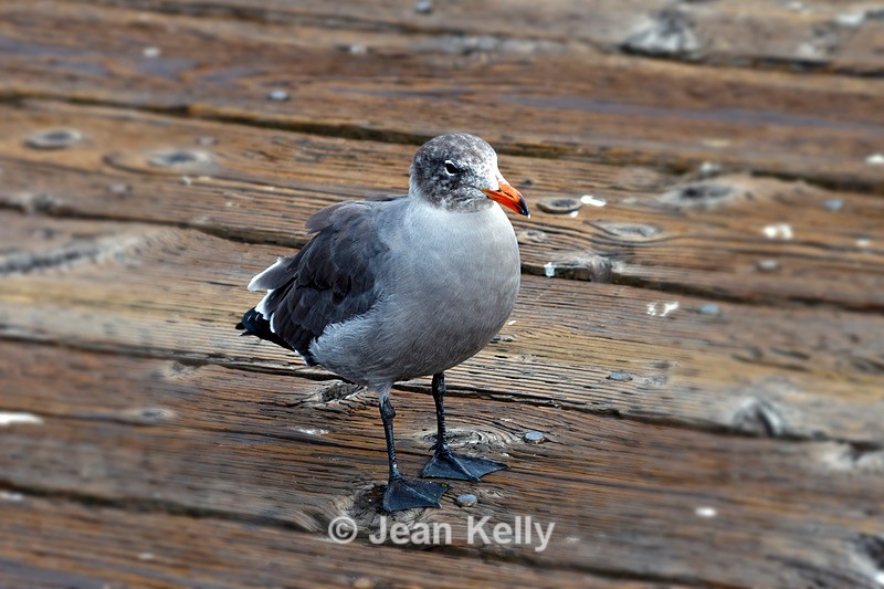 Heermann's Gull - 8488 - Birds