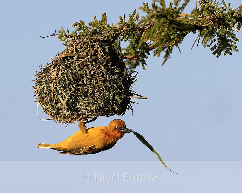 Cape Weaver (male) building nest, Mossel Bay, South Africa - Cape Weaver