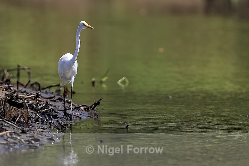 Great Egret, Sierpe, Costa Rica - Great Egret