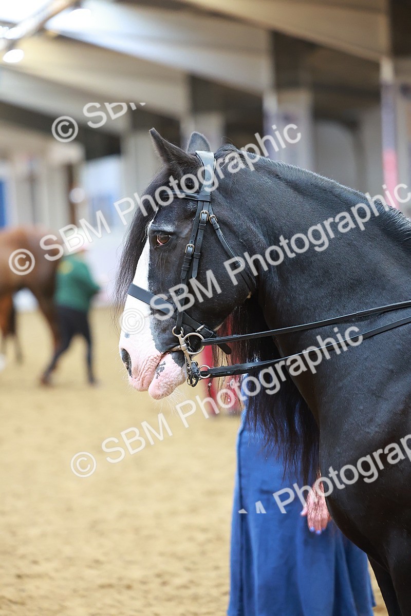 SBM_09728 - Class 102 - HOYS Veteran Qualifier - Ridden Veteran