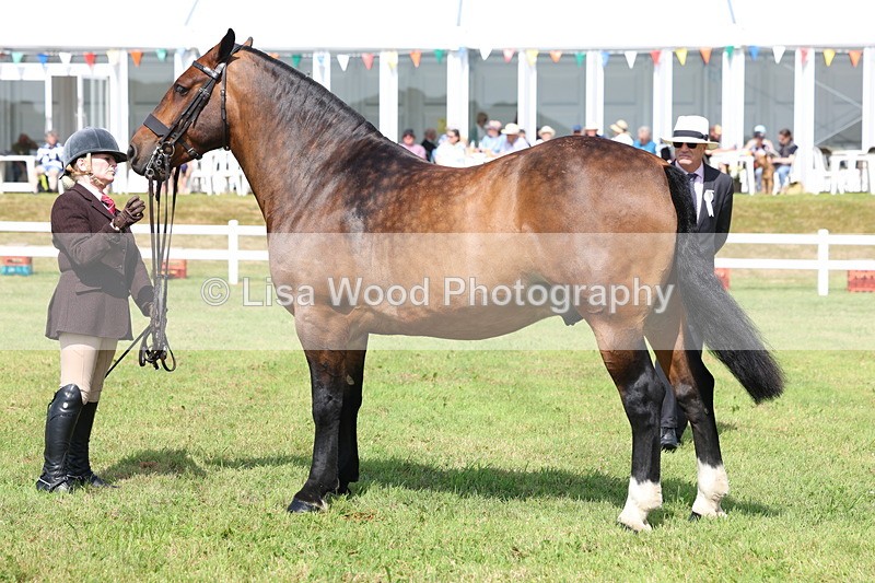 3E7A0027 - Class 5: Rising Star Lightweight/Heavyweight Cobs