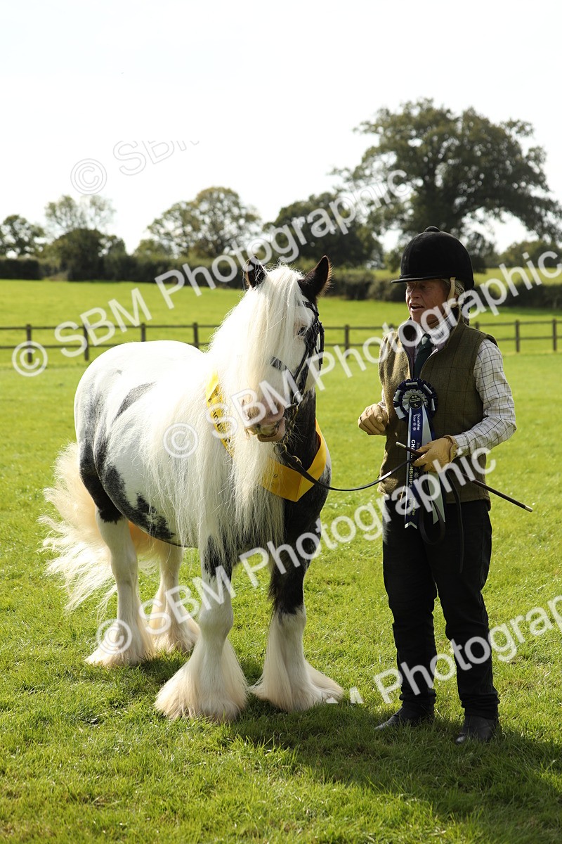 SBM_66360 - In Hand Pony & Youngstock Supreme Championship