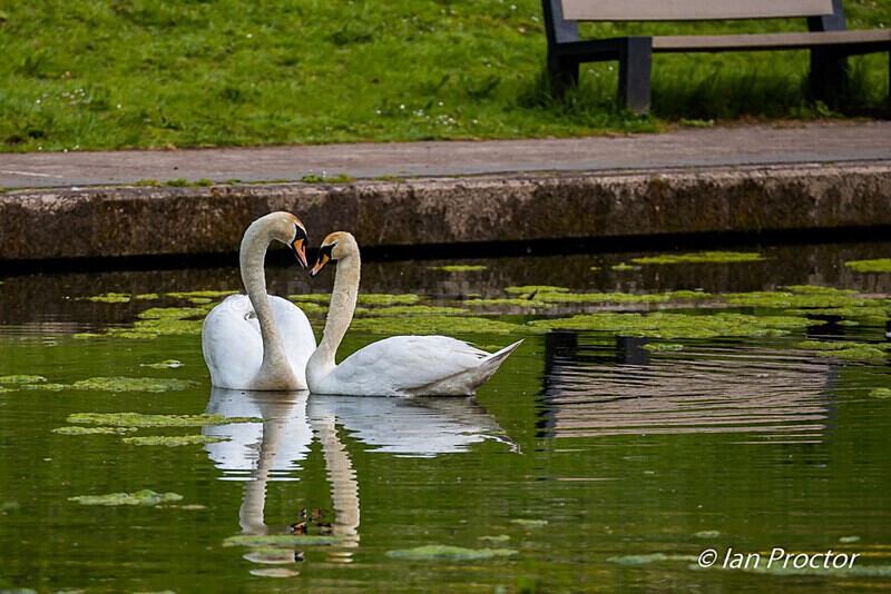 Park Life - Mute Swans - Love in the park - Nature