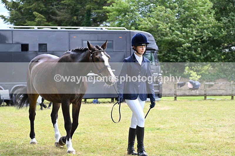 WJ7_6842 - Class 5a Most Handsome Gelding in Hand