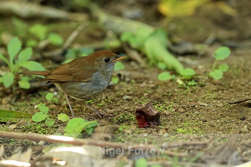 Ruddy-capped Nightingale-Thrush side, Costa Rica - Ruddy-capped Nightingale-Thrush