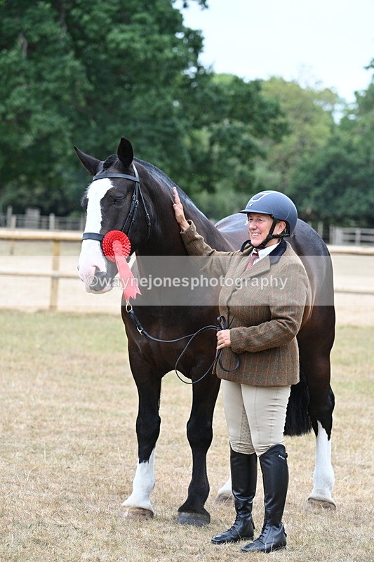 WJ7_0157 - Class 5a Most Handsome Gelding (above 14.2hh)