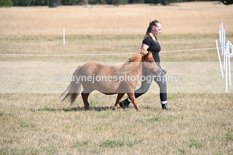 WJ6_7188 - Class 33 Rescue Pony