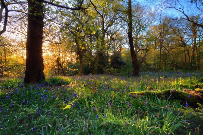 Bluebells at Dawn - Worcestershire