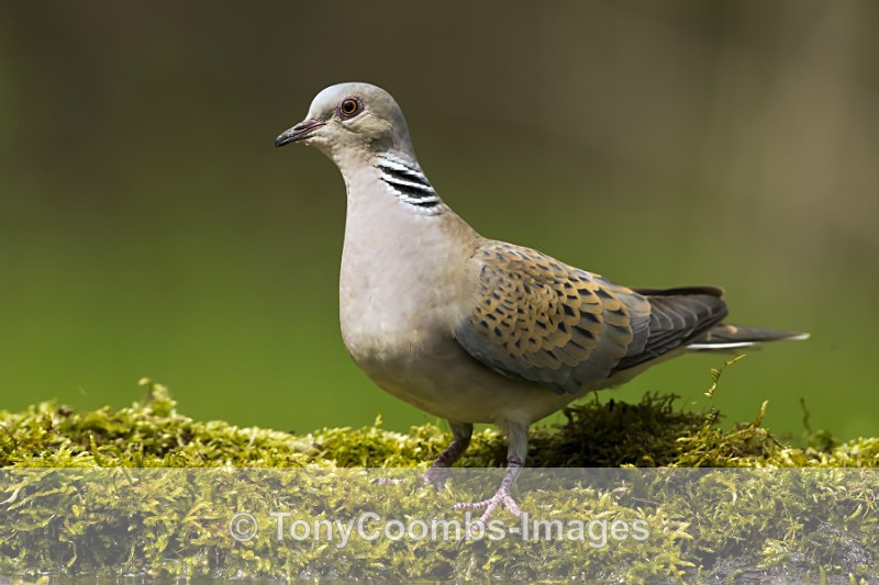 Turtle Dove - Drinking Pool Hides