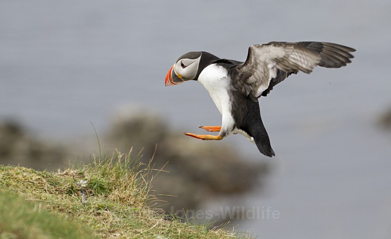 PUFFIN, ISLE OF MULL - PUFFINS, ISLE OF MULL