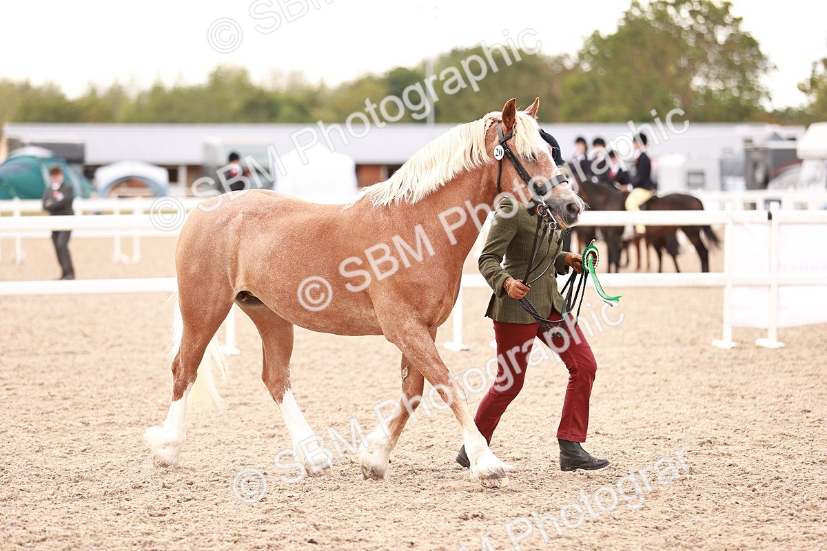 SBM_16163 - Class 411 - Prettiest Mare - (IH or Ridden Adult)