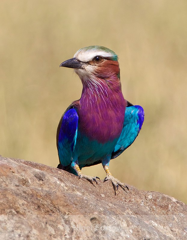 Lilac-breasted Roller perched on a rock - Lilac-breasted Roller