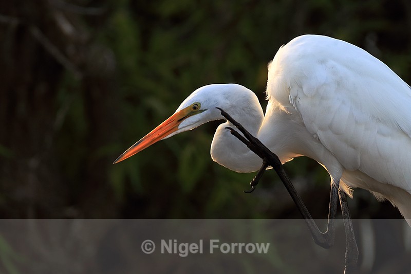 Great Egret scratching late afternoon, Venice Rookery, Florida - Great Egret