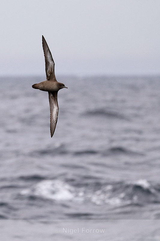 Sooty Shearwater banking at sea off Cape Point, South Africa - Sooty Shearwater