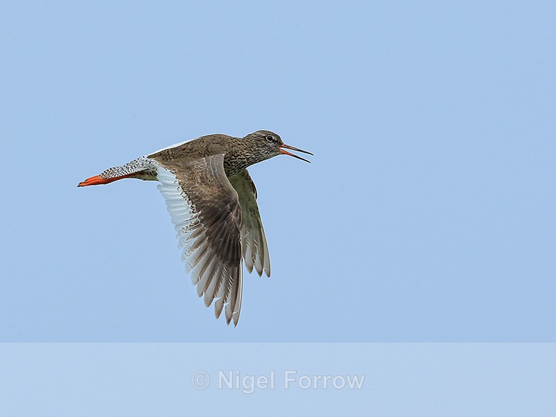Redshank calling in flight, Iceland - Redshank
