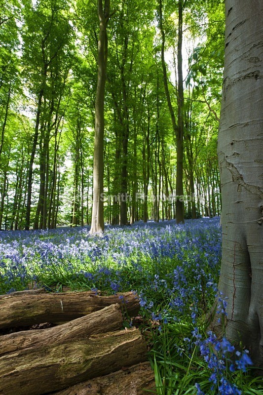 YR6M9778 - United Kindom