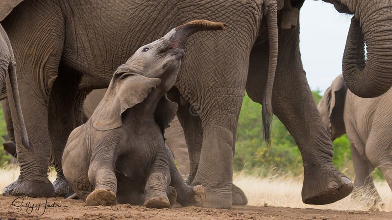 Elephant Baby 5