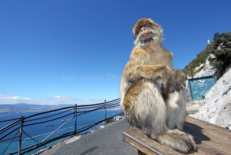 Barbary Macaque on look out (Macaca sylvanus) Grooming on the Rock of - Barbary Macaques at the Rock of Gibraltar