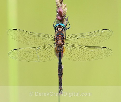 Brush-tipped Emerald Dragonfly