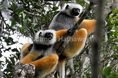 - Madagascar