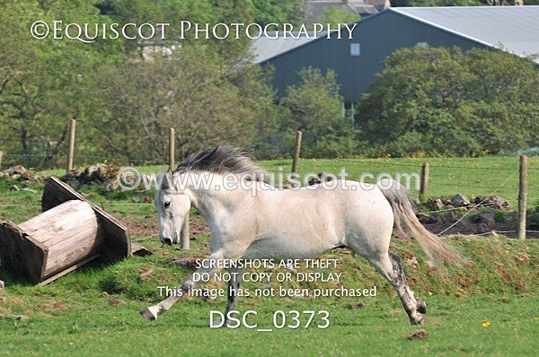 DSC_0373 - ARCHIVE REQUEST - Quincy and Guinness