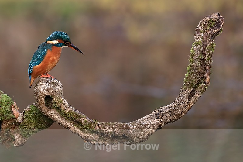 Kingfisher (female) preparing to dive, Otterbourne, Hampshire - Kingfisher