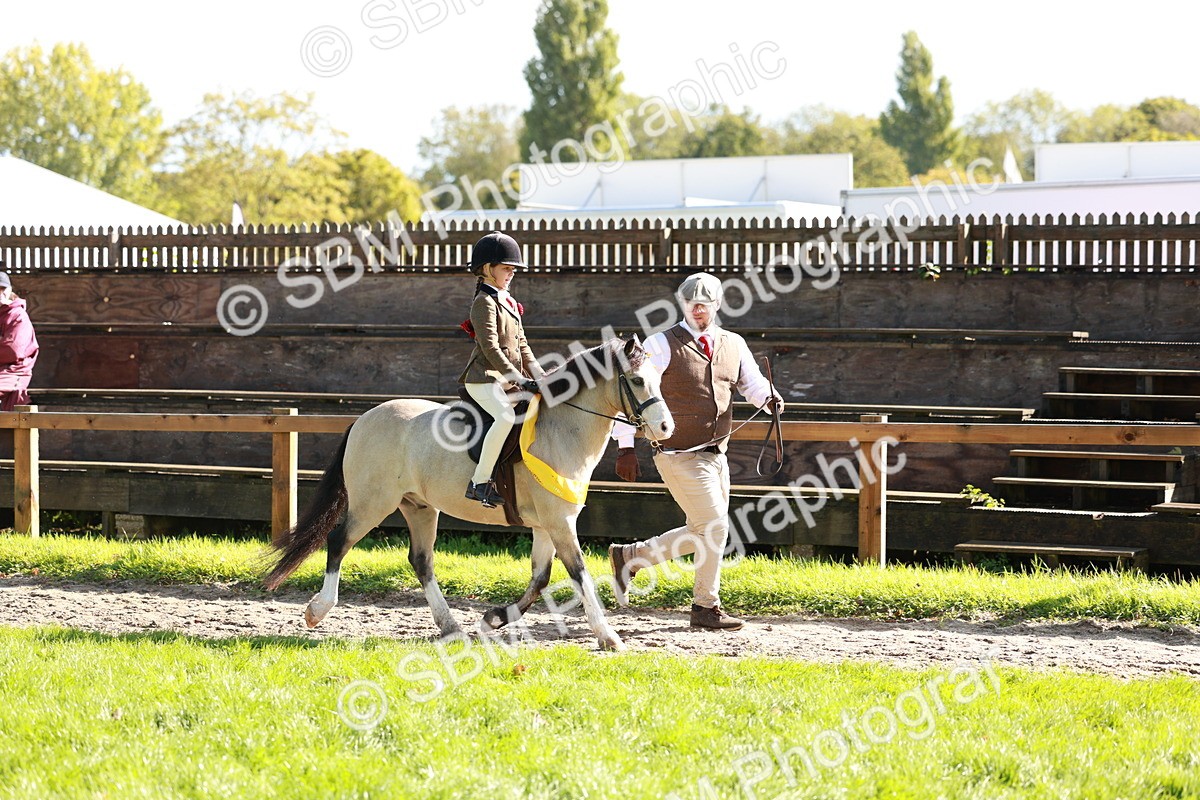 SBM_42117 - S32 - Mountain & Moorland Working Hunter Pony