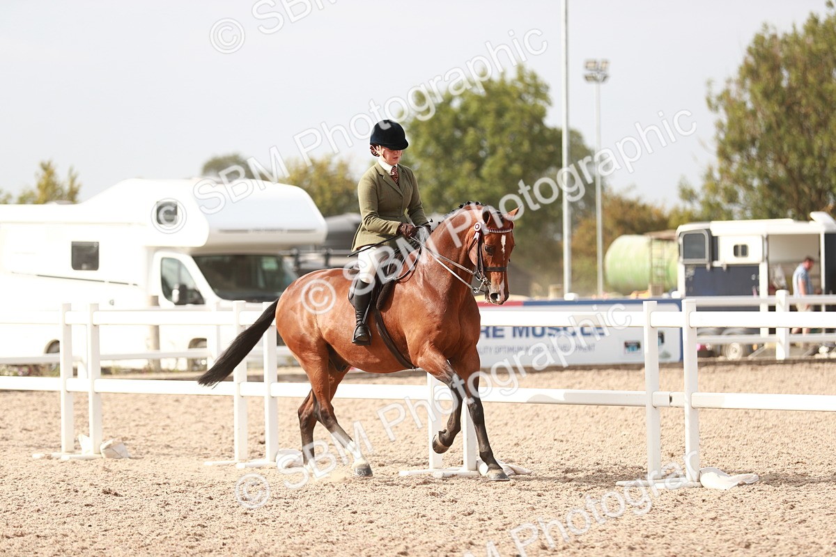 SBM_17489 - Class 215 Ridden Hack/ Riding Horse