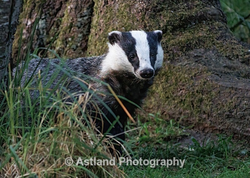 Badger - Latest Images