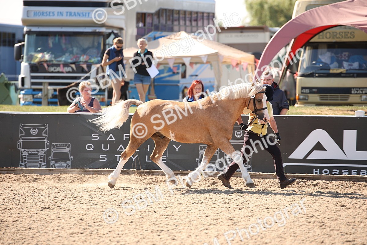 SBM_02706 - Class 16 IH M&M Wildcard